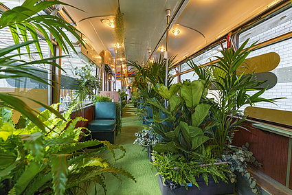 Die Grüne Bahn in Mannheim: 200 Pflanzen machen aus der Straßenbahn einen fahrenden Dschungel.