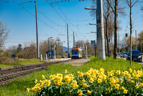 Straßenbahn, Haltestelle und Osterglocken Straßenbahn, Haltestelle und Osterglocken