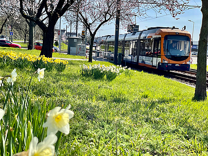 Strassenbahn der Linie 5 passiert Blumenwiese