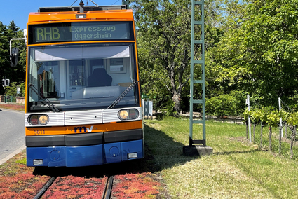 Bahn der rnv auf der Strecke der Rhein-Haardtbahn neben Weinbergen