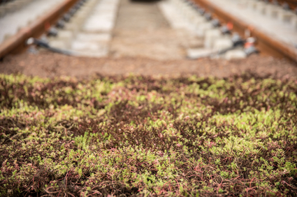 Grüngleis in Nahaufnahme