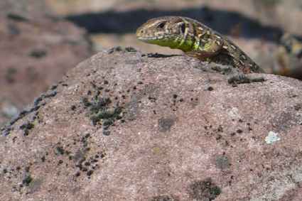 Beispiel für nachhaltiges Bauen - Eidechsen dabei schützen