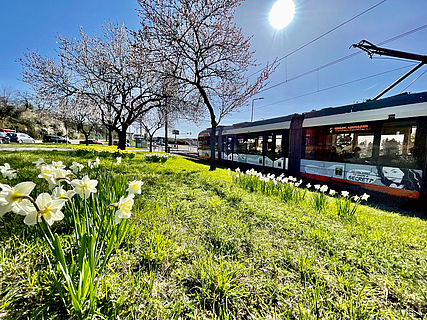 Strassenbahn mit blühenden Bäumen und Blumenwiese