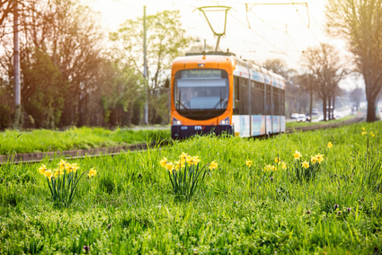 rnv Bahn vor einer Wiese mit blühenden Osterglocken