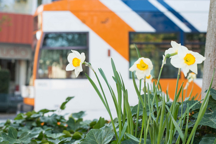 Frühling im rnv-Verkehrsnetz