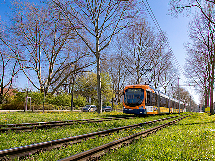 Frühlingsstimmung mit Strassenbahn der Linie 3