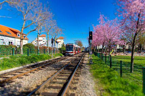 Straßenbahn neben blühenden Kirschbäumen