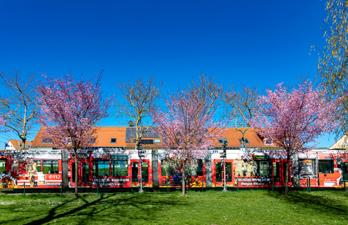 Straßenbahn und Kirschbaumblüte Straßenbahn und Kirschbaumblüte