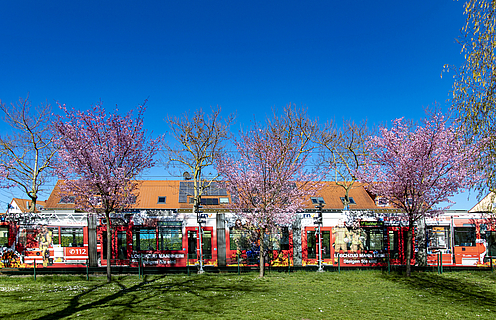 Straßenbahn und Kirschbaumblüte