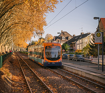Bahn vor Herbstkulisse an der Holbeinstraße in Mannheim