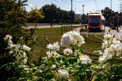 Strassenbahn der rnv vor sommerlicher Kulisse