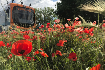 rnv-Bahn mit Mohnblumenfeld in der Pfalz