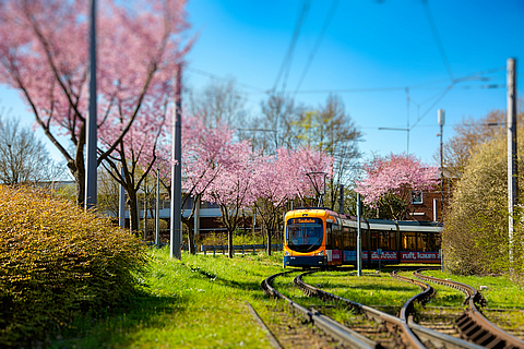 Linie 3 und Kirschbaumblüte